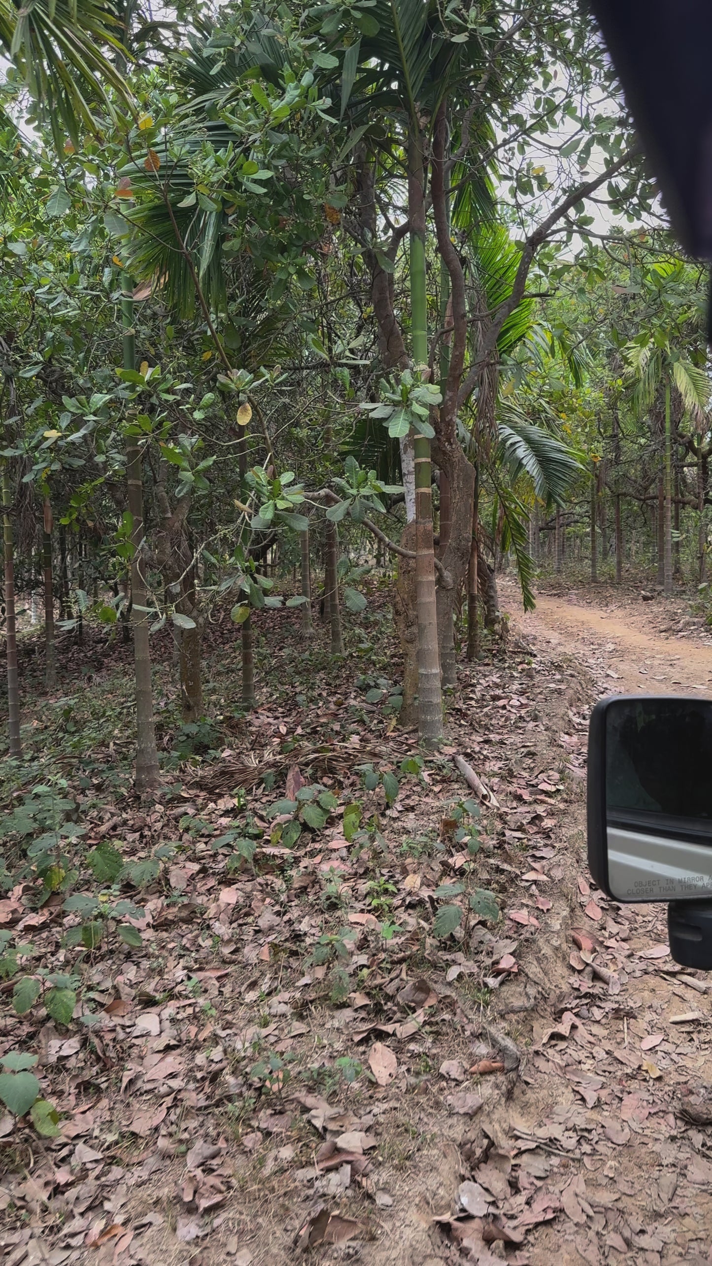 Meghalaya Raw Forest Unprocessed Honey